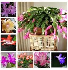 Maybe you would like to learn more about one of these? Egrow 20pcs Pack Zygocactus Truncatus Seeds Schlumbergera Plants Easy To Grow Indoor Potted Plants