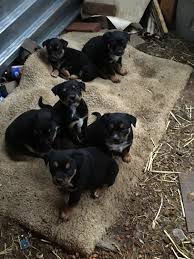 The australian cattle dog (acd), or simply cattle dog, is a breed of herding dog originally developed in australia for droving cattle over long distances across rough terrain. Australian Cattle Dog Puppies For Sale Oxnard Ca 297822