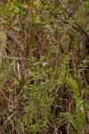 Image result for Lantana moldenkei
