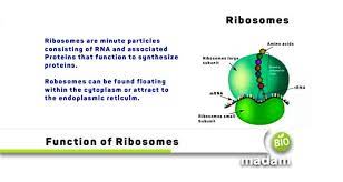 Check spelling or type a new query. Main Function Of Ribosomes Biomadam