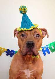Party Hat Dog Party Hat Party Hat For Dogs Gotcha Day Hat Dog Hat Green Blue Party Hat Dog Collar Pet Party Dog Accessories Dog Birthday Hat Dog Party Hat Dog