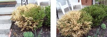 A practical guide to knowing and growing boxwood, 3rd edition yellow leaf tips on boxwood planted in the landscape. Browning Of Boxwood Is It Boxwood Blight Landscaping