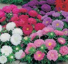 Benih Aster Colour Carpet Flower Seeds Aster Flower Daisy Flower