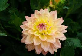 How to Grow and Care for Dahlia Melody Dora
