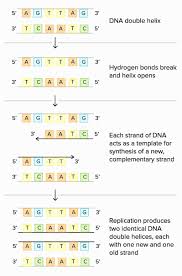 Protein synthesis requires the assistance of several elongation factors that guide each step. Transcription And Translation Coloring Worksheet Answer Key