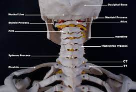 Superficial dissection of the back of the neck. Upper Cervical Spine Disorders Anatomy Of The Head And Upper Neck