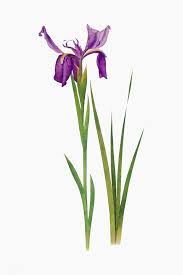 Download Premium Vector Of Vintage Iris Flower Illustration Vector 2098243 Flower Illustration Iris Flowers Flower Drawing