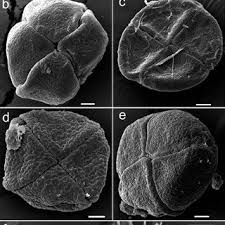 Image result for Uvariastrum germainii