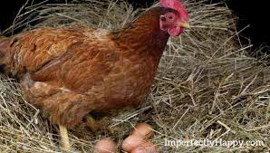 Old metal chicken nesting box. Your Guide To The Best Chicken Nesting Boxes The Imperfectly Happy Home