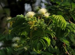 Image result for Albizia amara