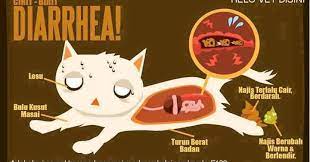 Korang bayangkan ek,masa hannah cirit birit,kemaluan dia sangat merah dari depan sampai bontot. Kenapa Kucing Cirit Birit Eintan Nurfuzie Lifestyle Beauty Travel Tips Rawatan Kucing Review