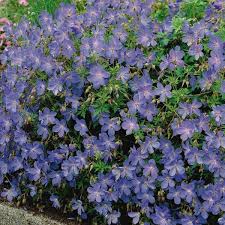 Image result for Geranium bohemicum Orhcid Blue
