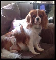 Henry Cavie Cavalier King Charles Dog King Charles Dog Cavalier King Charles Spaniel