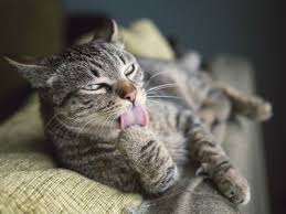 If you see a tick on your cat, it is very important to know how to safely remove the tick from your cat's skin; Skin Tags And Cats