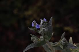 Image result for Cynoglossum coeruleum