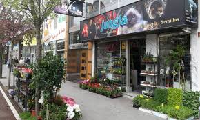 Maybe you would like to learn more about one of these? Jungla Santander Floristeria Huerta Y Mascotas