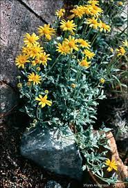 Desert Bahia Bahia Absinthifolia Desert Plants Plants Garden