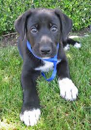Black And White German Shepherd Lab Mix German Shepherd Mix With Labrador Mix This Is Exactly Like Our New Pup Shepherd Mix Puppies Lab Mix Puppies Cute Dogs
