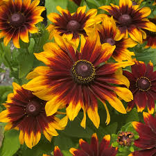 Image result for Rudbeckia hirta