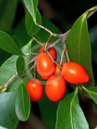 Image result for Elaeodendron