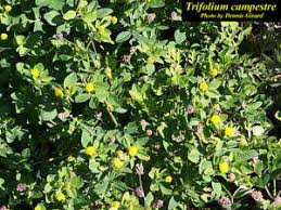 Image result for Trifolium campestre