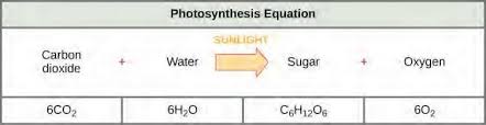 Cellular respiration is the process responsible for converting chemical energy, and the reactants/products involved in cellular respiration the balanced chemical equation for cellular respiration. Chapter 5 Metabolism Cellular Respiration And Photosynthesis Human Biology