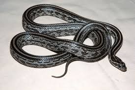 Black And White Corn Snake For Sale Anery Tessera Corn Snake Corn Snake Snake Reptiles