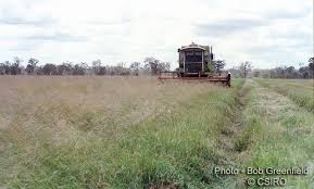 Image result for Digitaria milanjiana