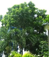 Image result for Flabellariopsis acuminata