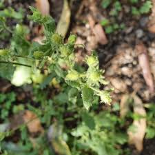 Image result for Pseudoconyza viscosa