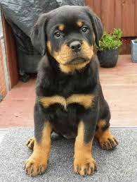 The rottweiler is one of the oldest herding breeds, with a history dating back to the roman empire. Tumblr Rottweiler Puppies Rottweiler Dog Dog Training