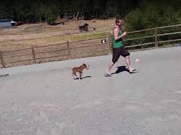 The falabella is an argentine breed of small horse. Ha Du Bist Mann Und Mini Pferd Spielen Fangen