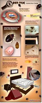 Rusty or reddish stains on bed sheets or mattresses caused by bed bugs being crushed. What To Do If Your Neighbor Has Bed Bugs By Inga Cryton Pest Wiki Medium