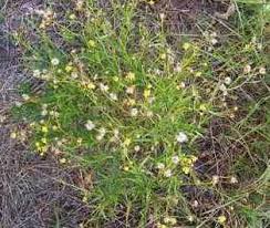 Image result for Senecio madagascariensis