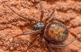 When there is venom present, it is a potent neurotoxin that triggers a massive release in a dog's or cat's body of acetylcholine and norepinephrine. How Dangerous Are False Widow Spiders Natural History Museum