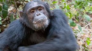 Challenge them to a trivia party! There Are Over 250 Primate Species Can You Name More Than 11 Howstuffworks