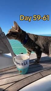 Day 59 through 61 living on a sailboat with two cats. We leave Naples  Florida to Key Biscayne stopping in Key West and Marathon along the way.  Ran into a crab pot and caught a huge wahoo.. tis the ...