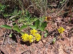 Image result for Eriosema lebrunii