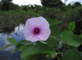 Image result for Ipomoea rubens