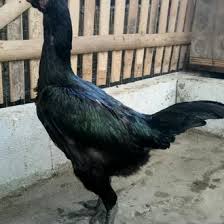 Ayam siap untuk laga dan dapat juga untuk indukan berkualitas. Jual Produk Telur Ayam Bangkok X Termurah Dan Terlengkap April 2021 Bukalapak