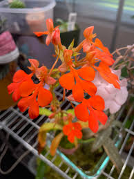 Flowers last for a year. Only Three Flowers Last Year Habanaria Hybrid Orchids