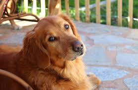 Registered papered purebred golden retriever puppies for sale. Golden Retriever Description Energy Level Health Image And Interesting Facts