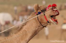 The diet of a camel requires salt, so the salty plants that grown in salt lakes. India Travel Forum Indian Wildlife And National Parks Agra Bear Rescue Facility Page 2