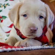 Where can i buy a champagne lab puppy? Ryker Labrador Retriever Puppy 623484 Puppyspot