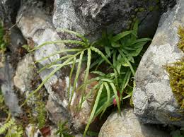 Image result for Disperis sp. nov. aff. bifida