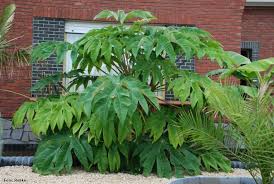 Grote jungle plant