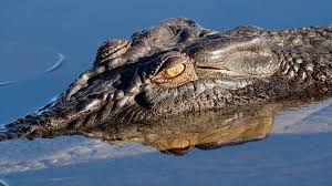 Bbc Four The Wonder Of Animals Wonder Facts Crocodiles