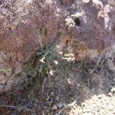 Image result for Discopodium penninervium