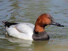 Wildfowl Identification Ducks Geese Swans Flamingo