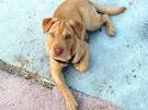Shar Pei Lab Mix: Complete Guide to This Lovable Combo ...